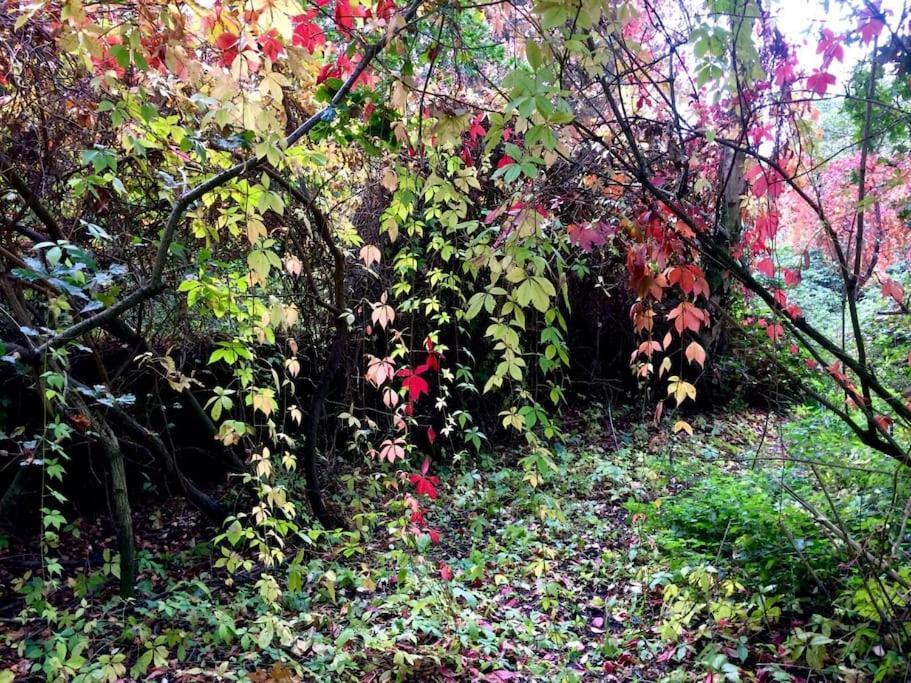 Forestry Cottage. Hot Tub, Open Fire, Dog Friendly Gaywood Eksteriør bilde